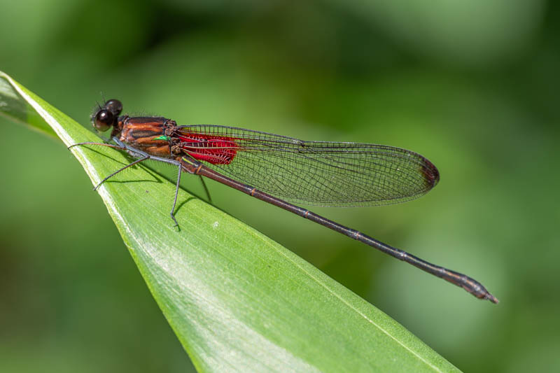 Hetaerina cruentata (Highland Rubyspot) male-2.jpg